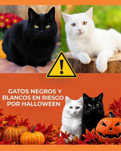 gatos negros y blancos