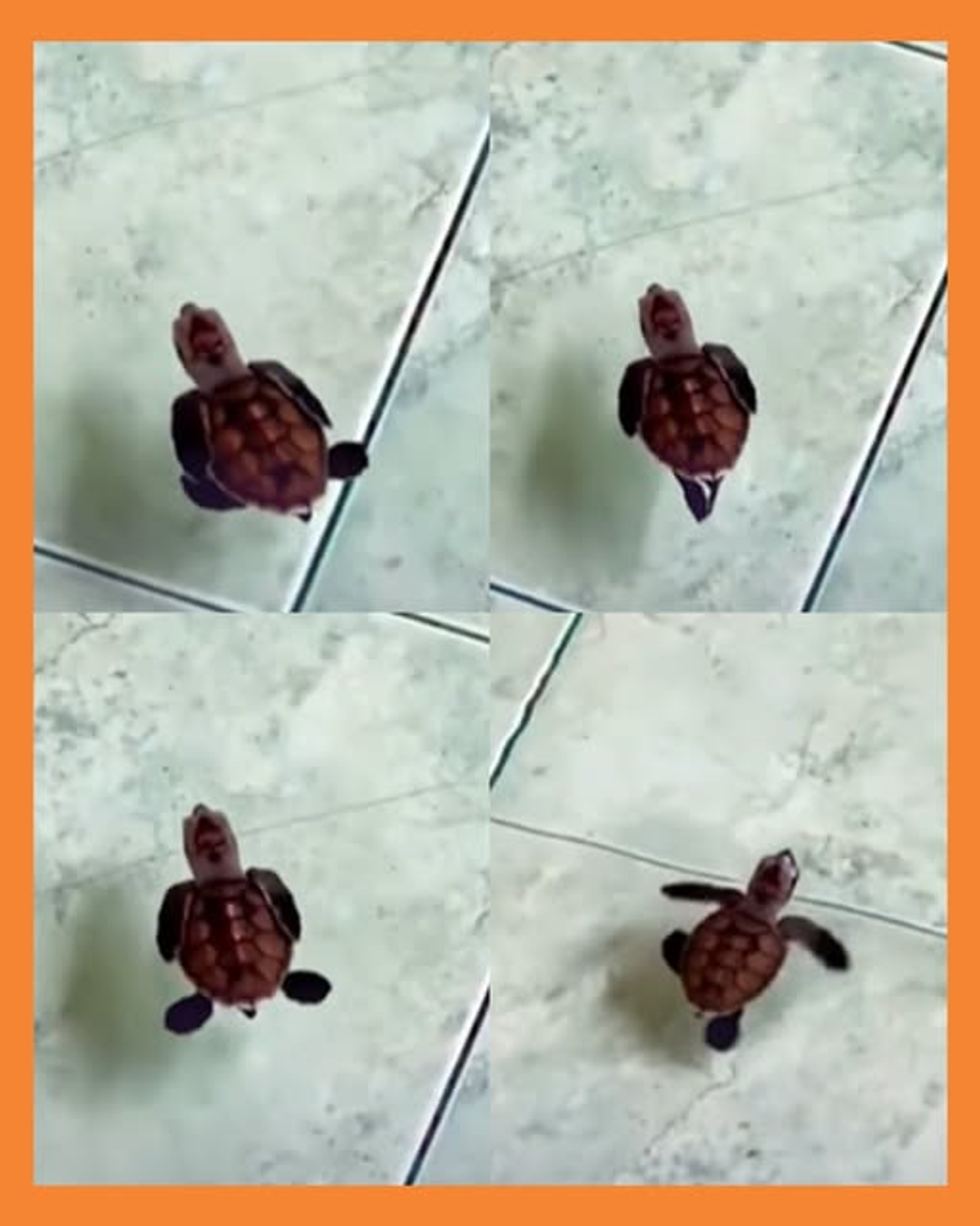 tortuga