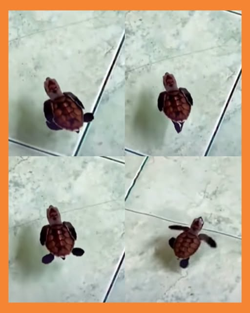 tortuga