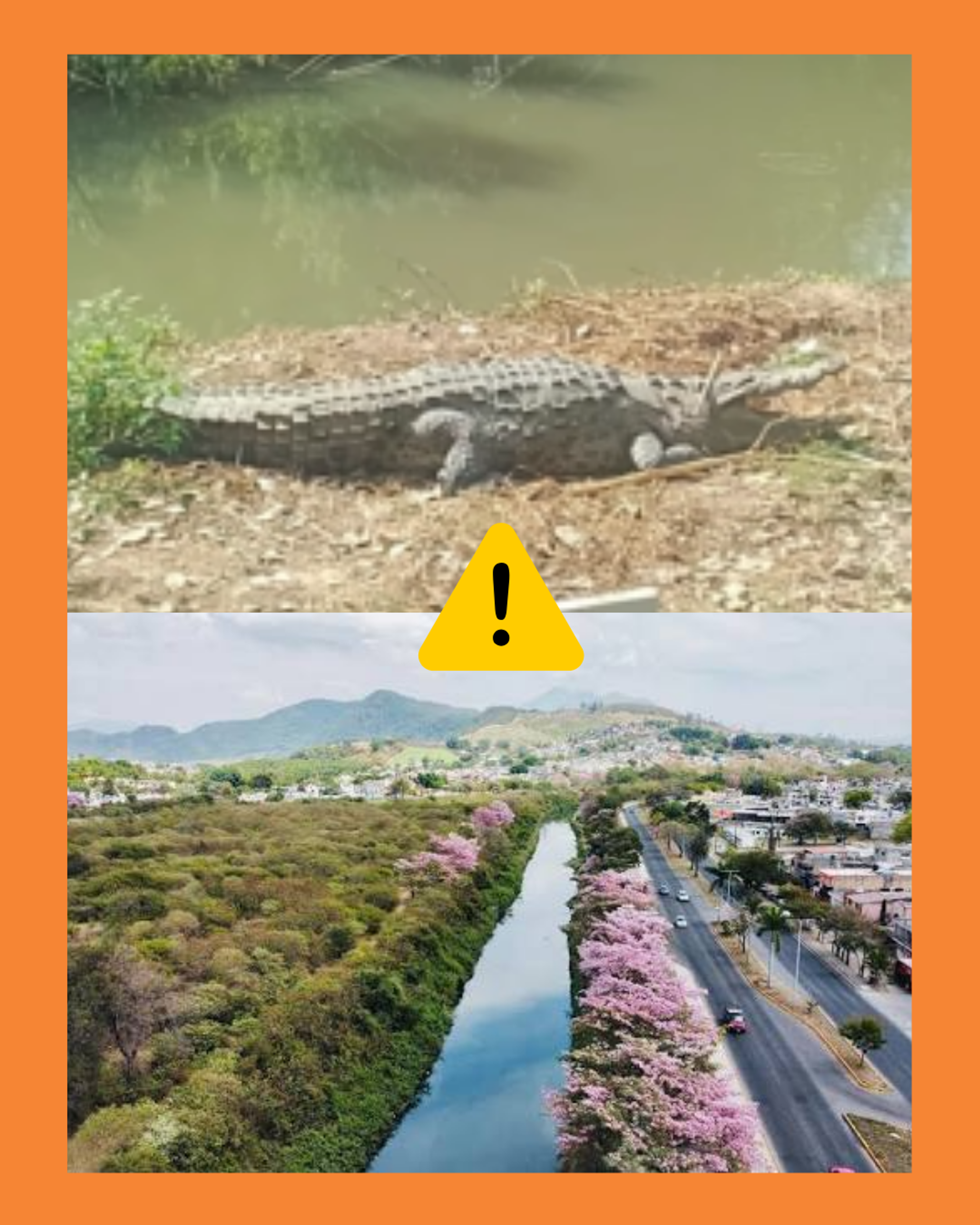 cocodrilos rio mololoa