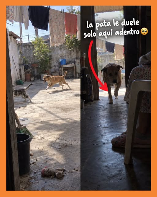 perrito