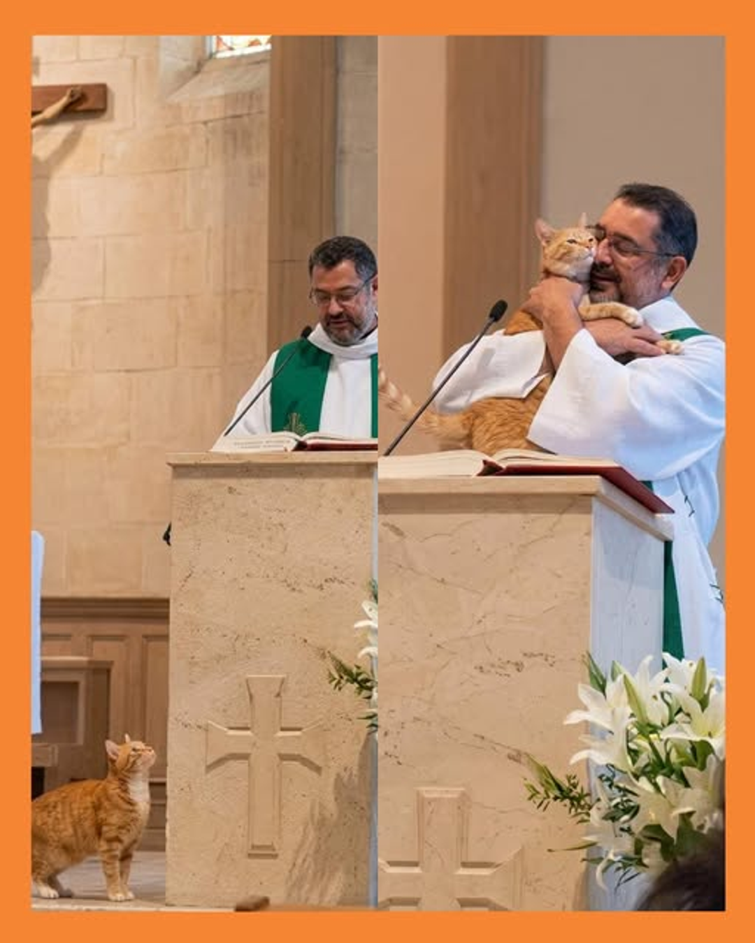 gatito y sacerdote