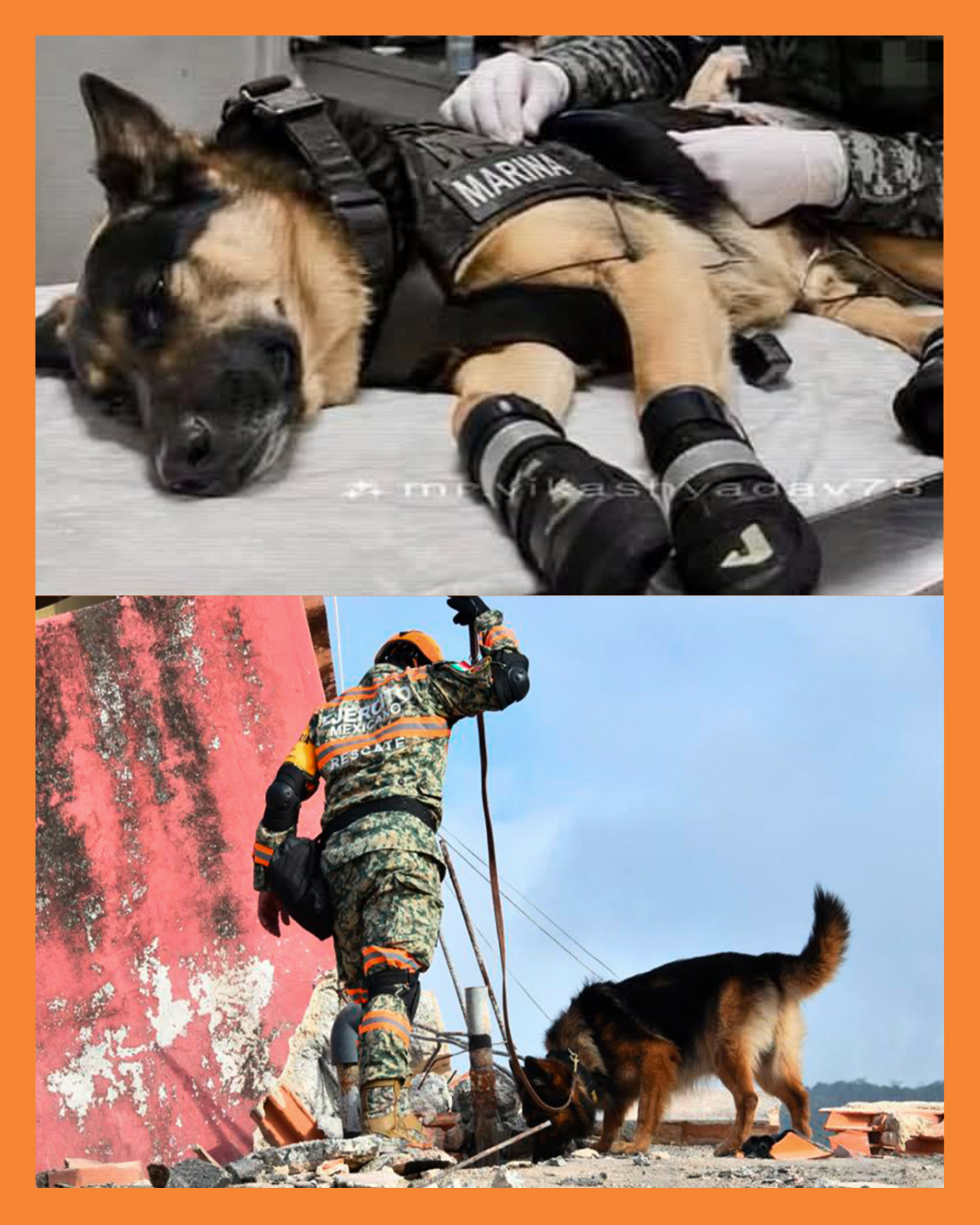  Max el perro rescatista del Ejército Mexicano