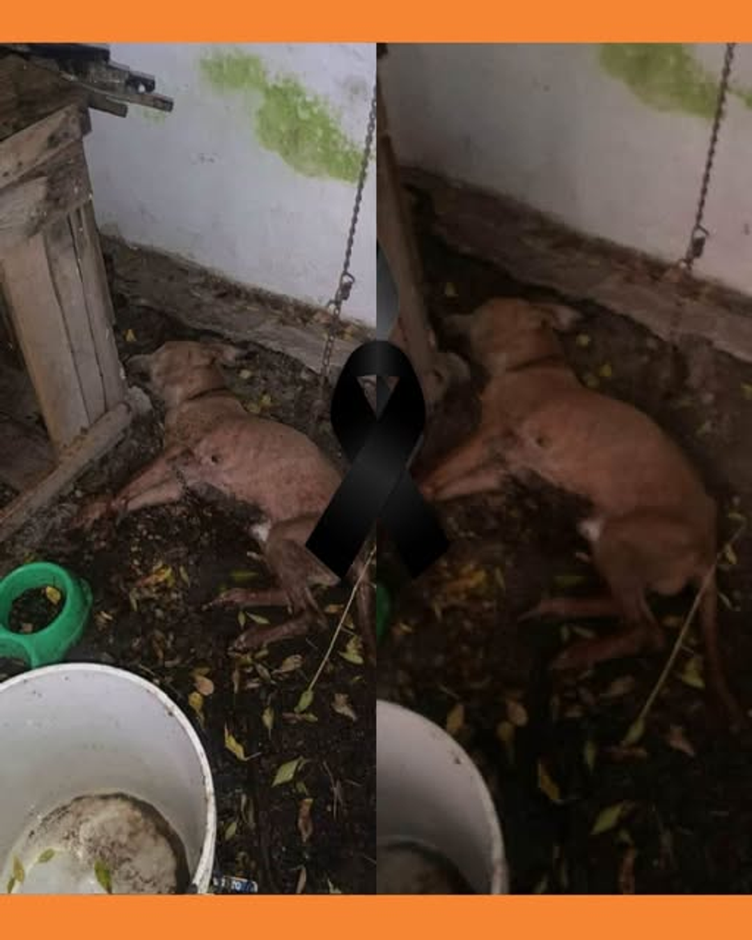 maltrato animal tepic