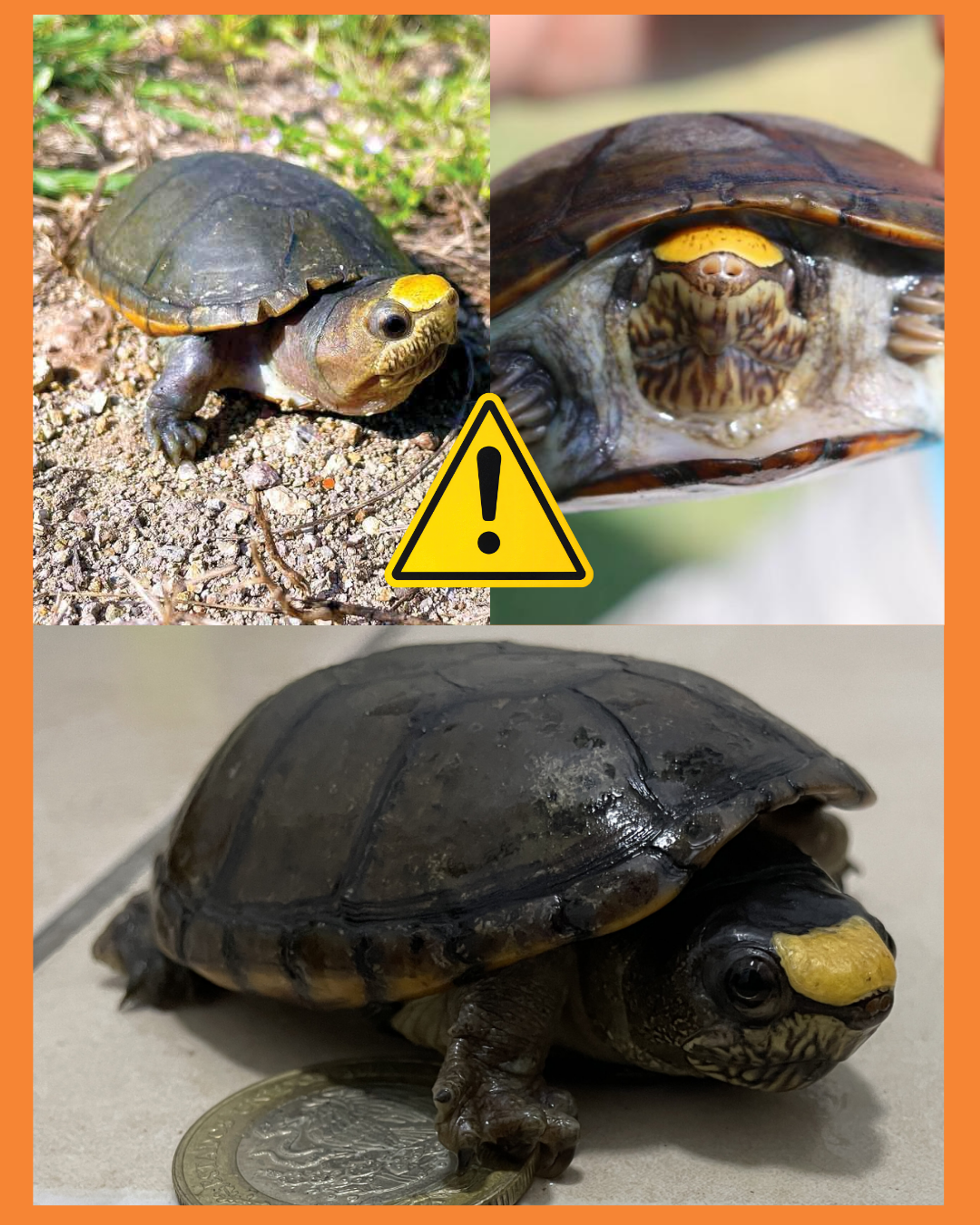 tortuga casquito de vallarta