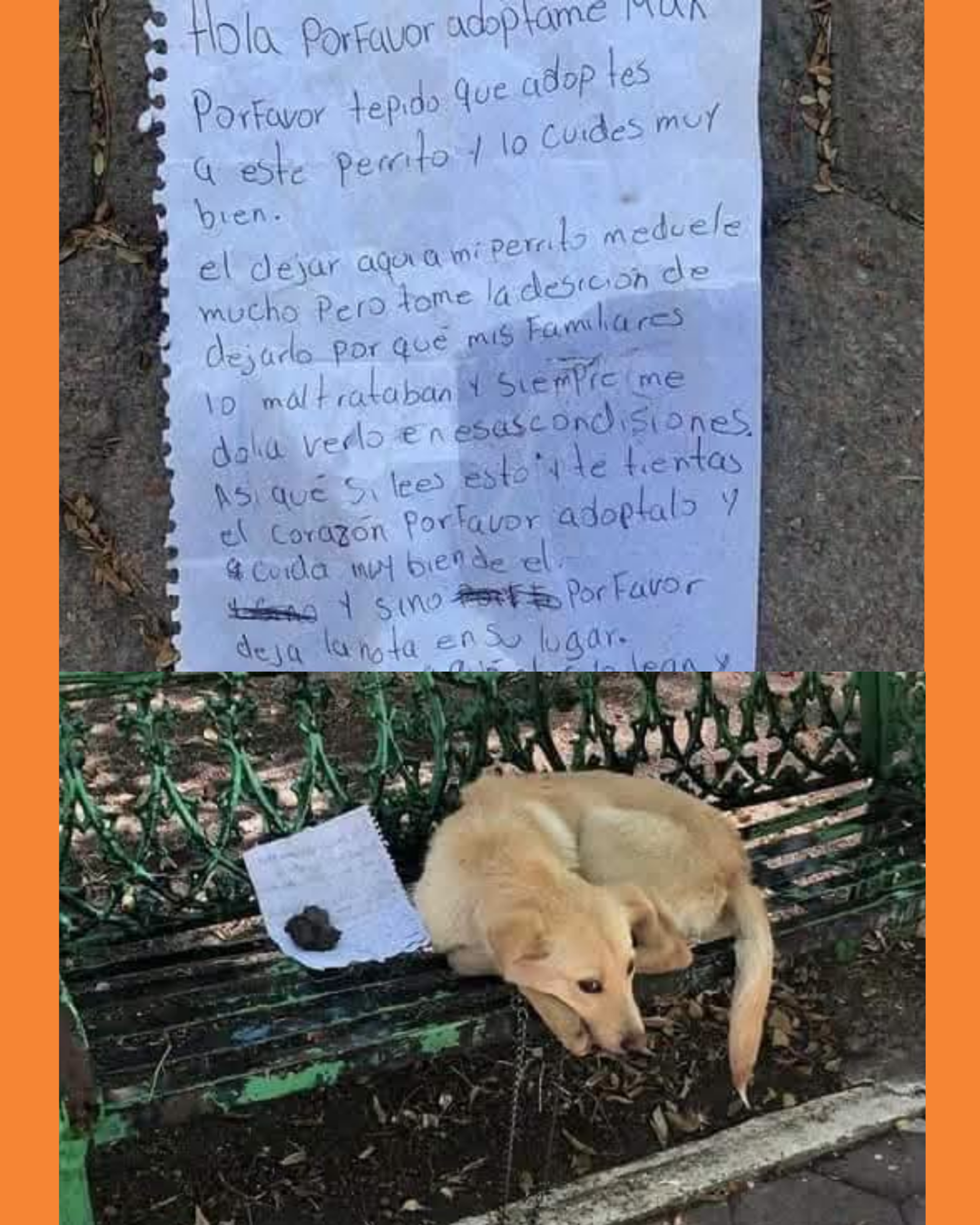 perrito abandonado