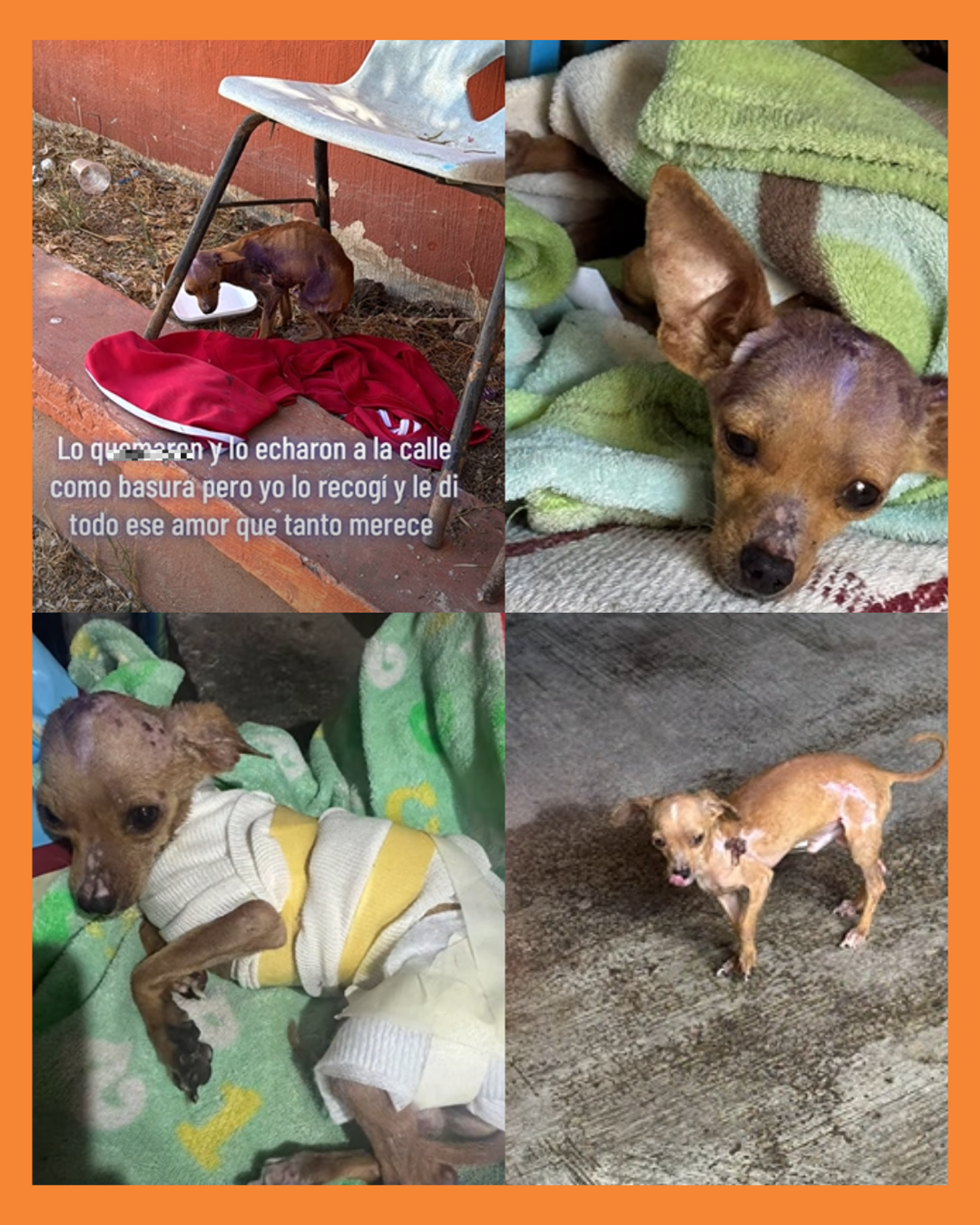 maltrato animal tepic