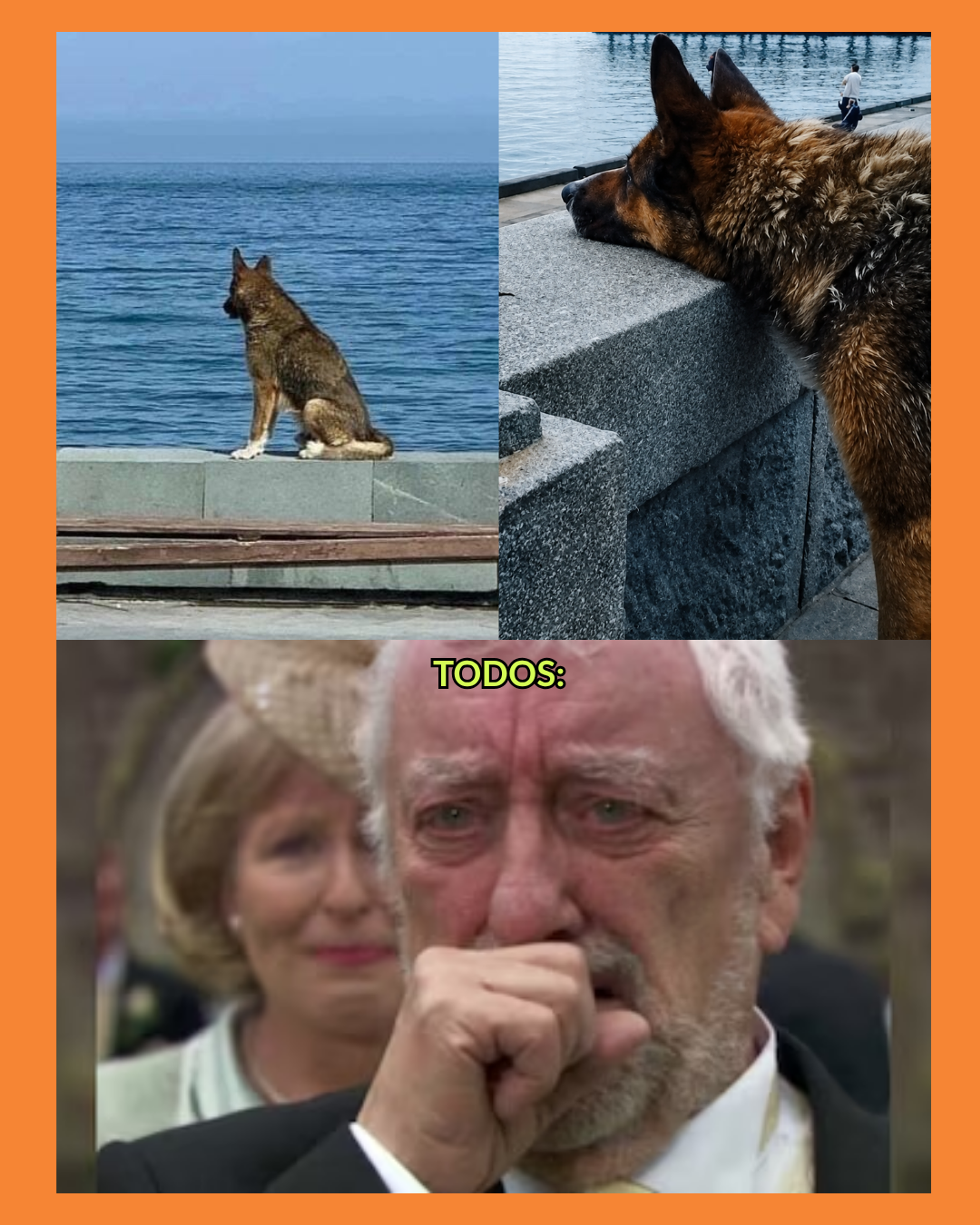 perro espera a su dueño