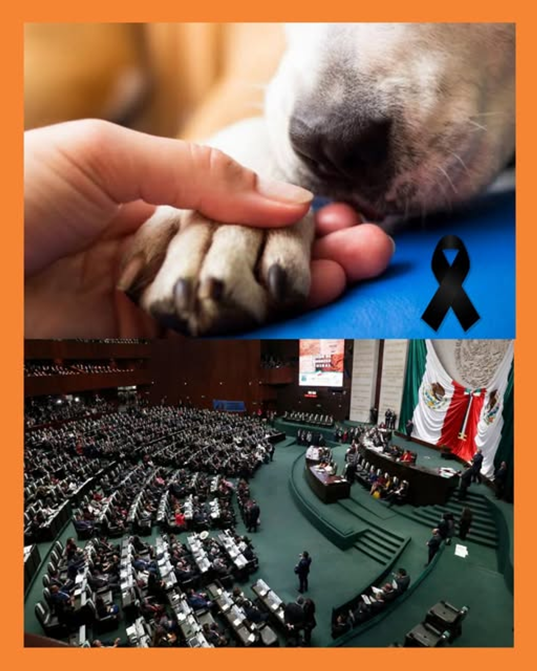 cámara de diputados