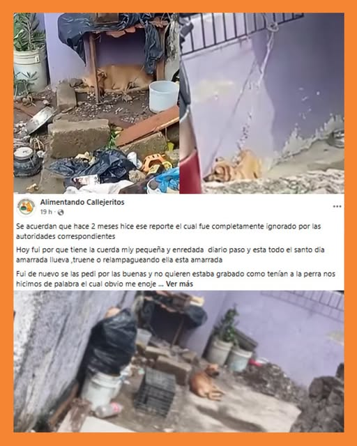 maltrat0 anim4l Tepic