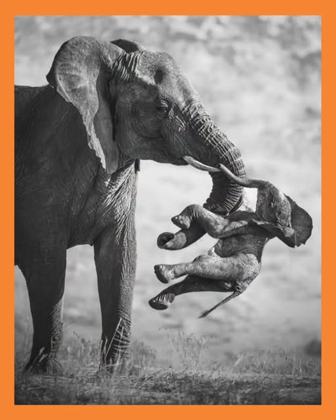 elefante