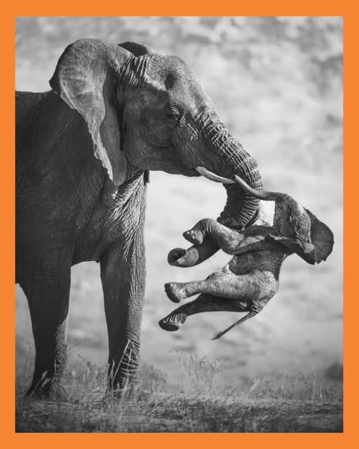 elefante