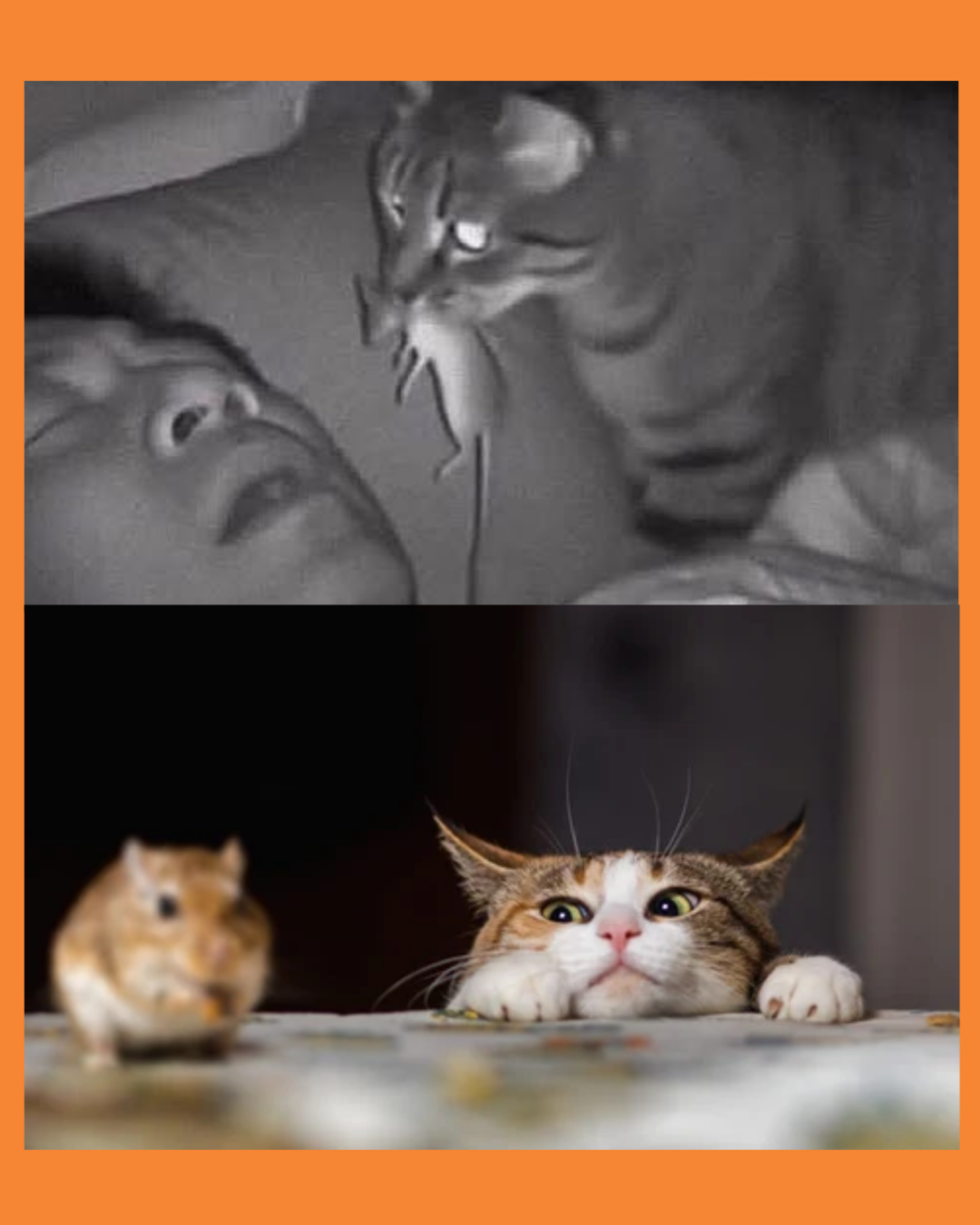 gatos