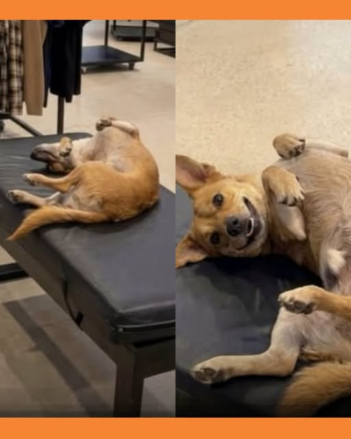 perrito en un negocio