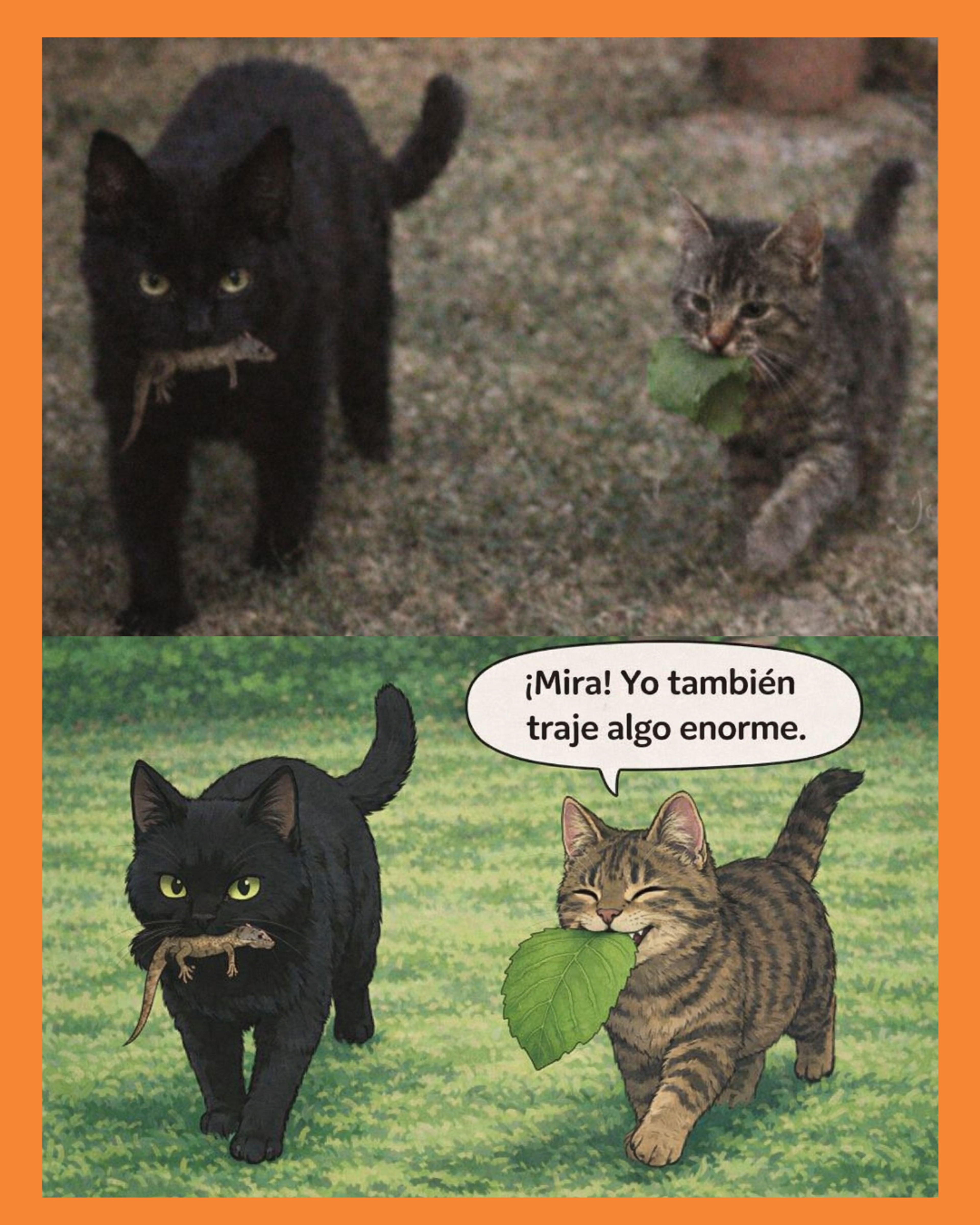 gatos