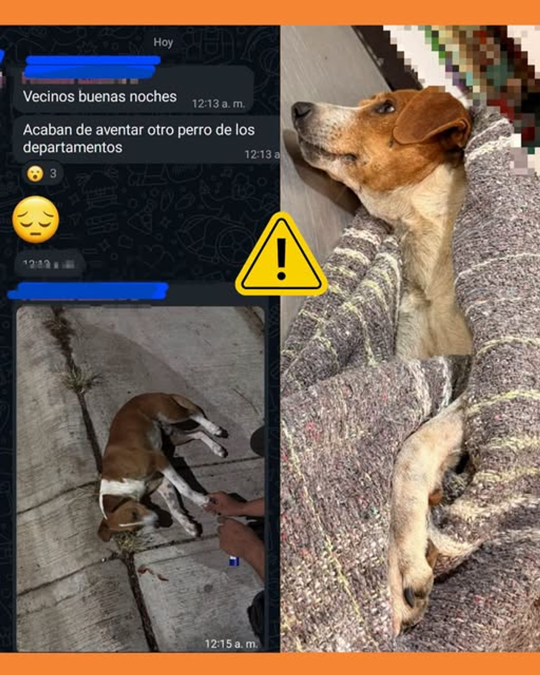 maltrato animal tepic