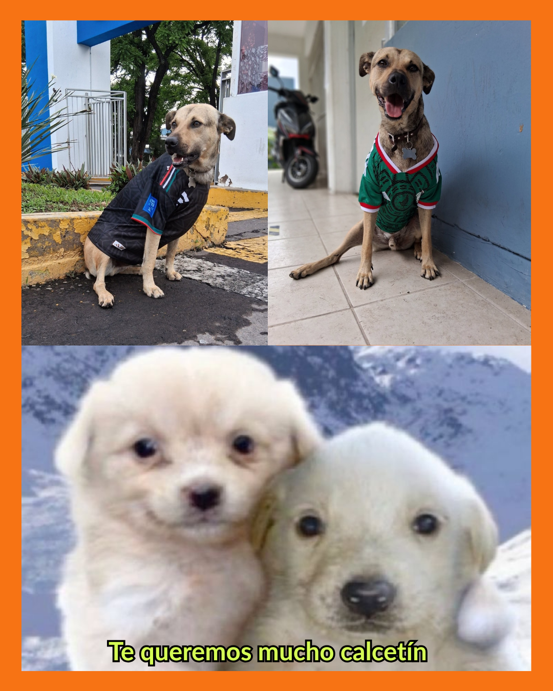 calcetín el perrito vigilante de la UAN