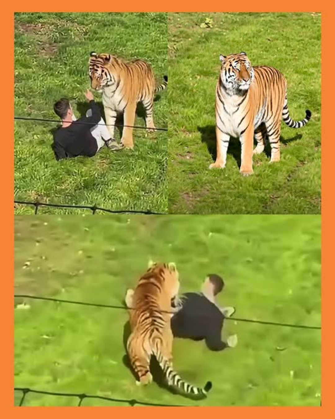 tragedia tigre