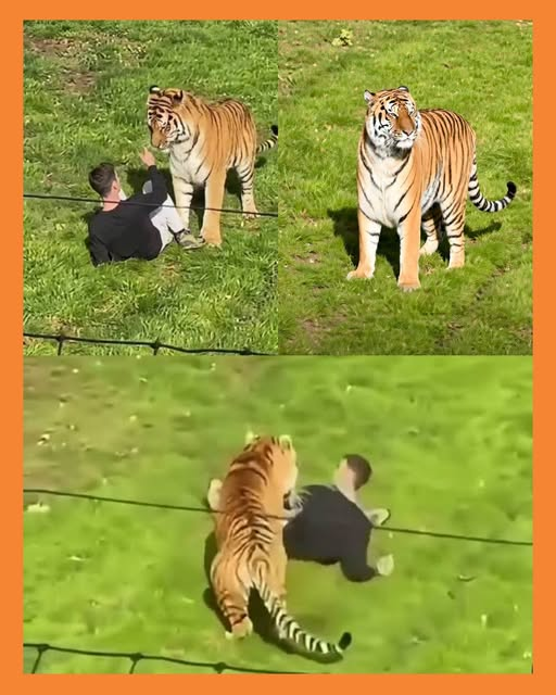tragedia tigre