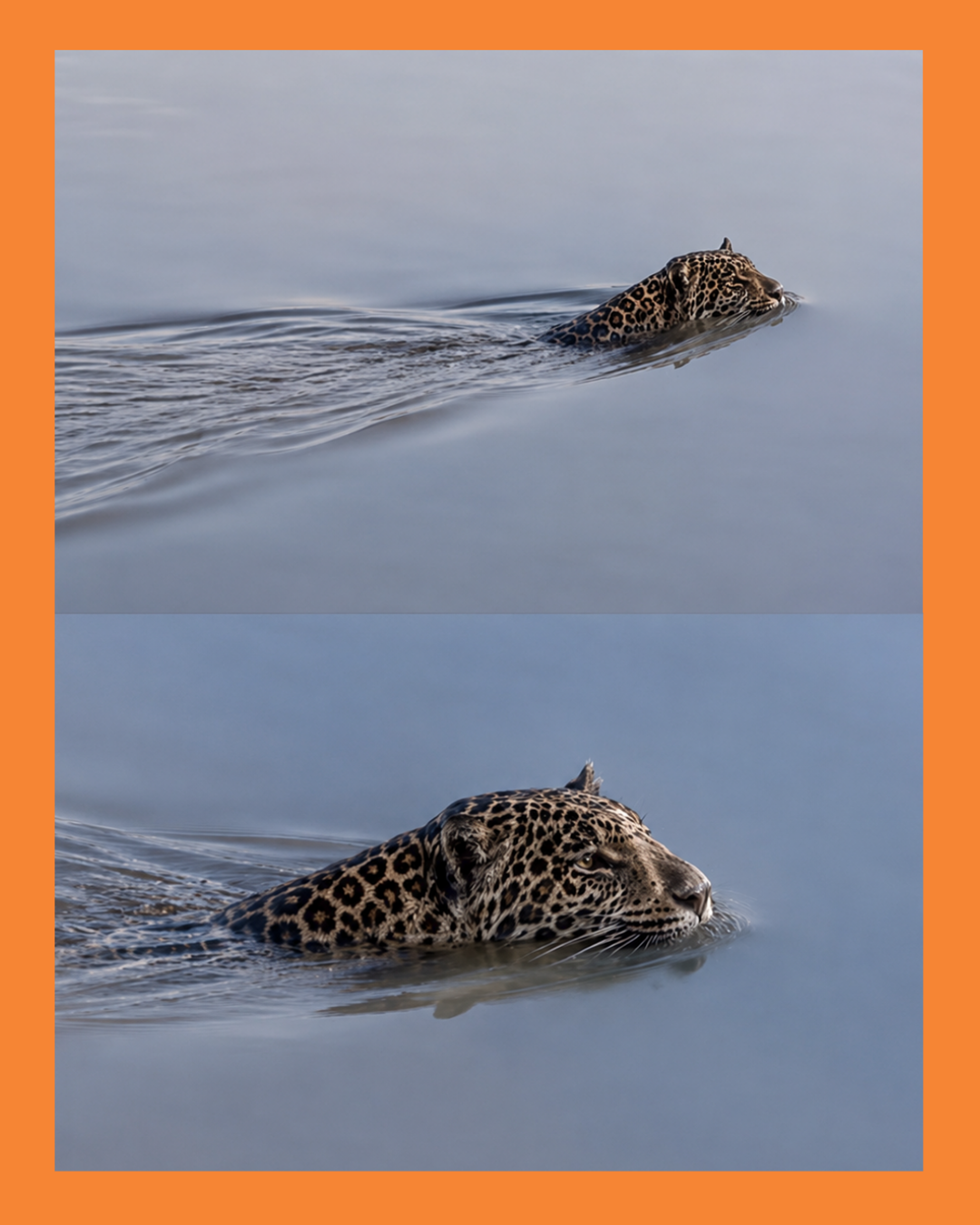 jaguar en Nayarit