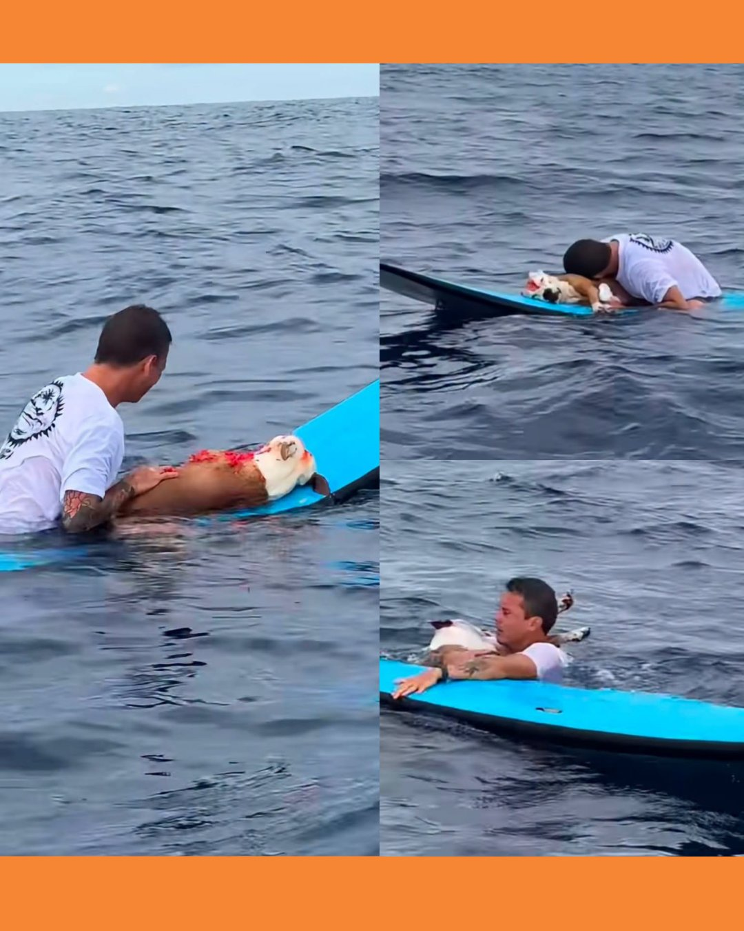 DIEGO LLEVÓ A SU PERRITO AL MAR ANTES DE DESPEDIRSE DE ÉL