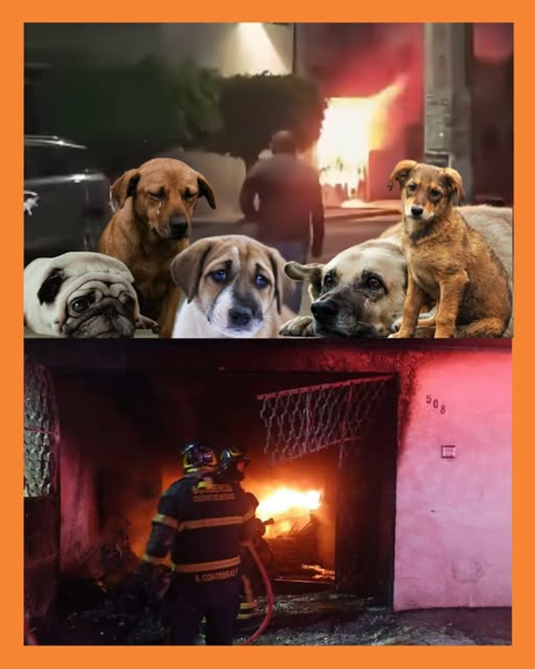 perritos