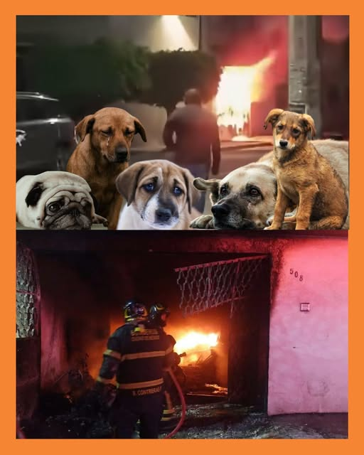 perritos