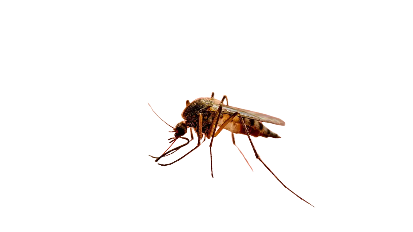 Malaria fever diagnosis and antimalarial care in Hyderabad