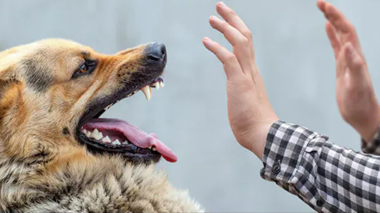 Rabies post-exposure vaccine and bite care in Hyderabad