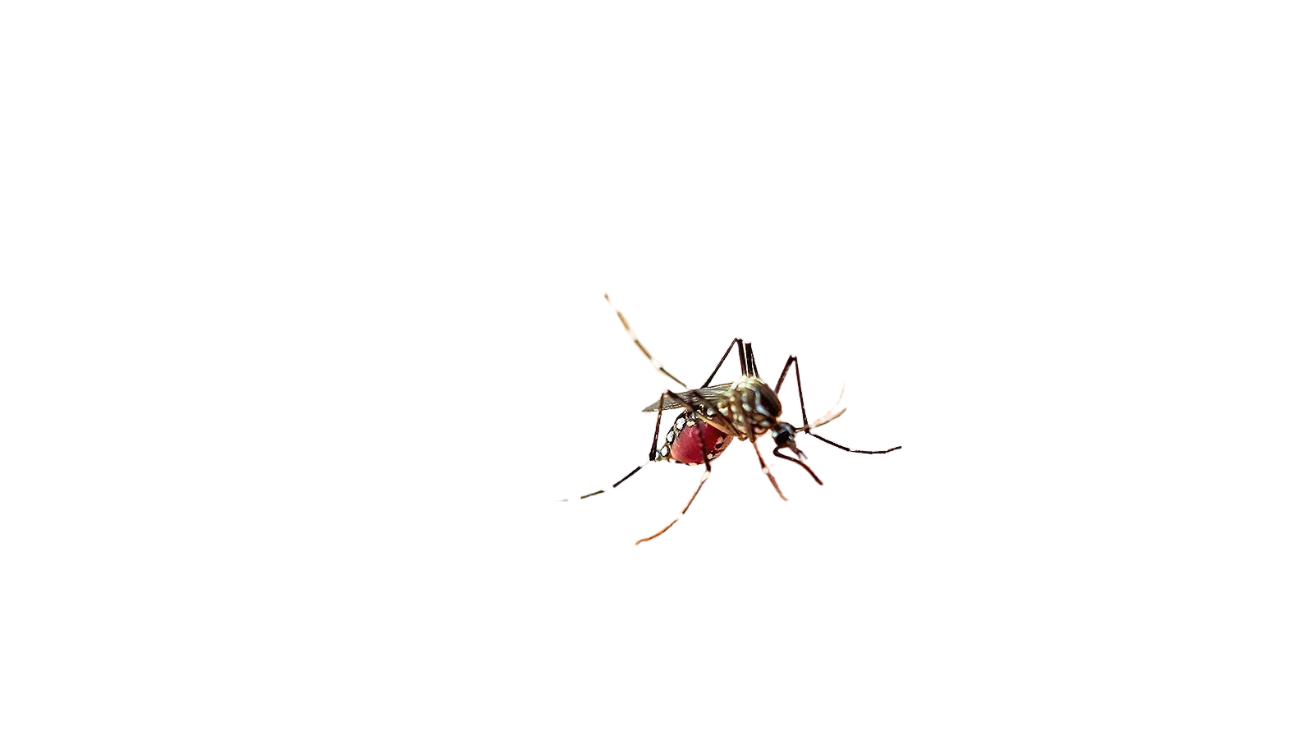 Dengue fever platelet monitoring and care in Hyderabad