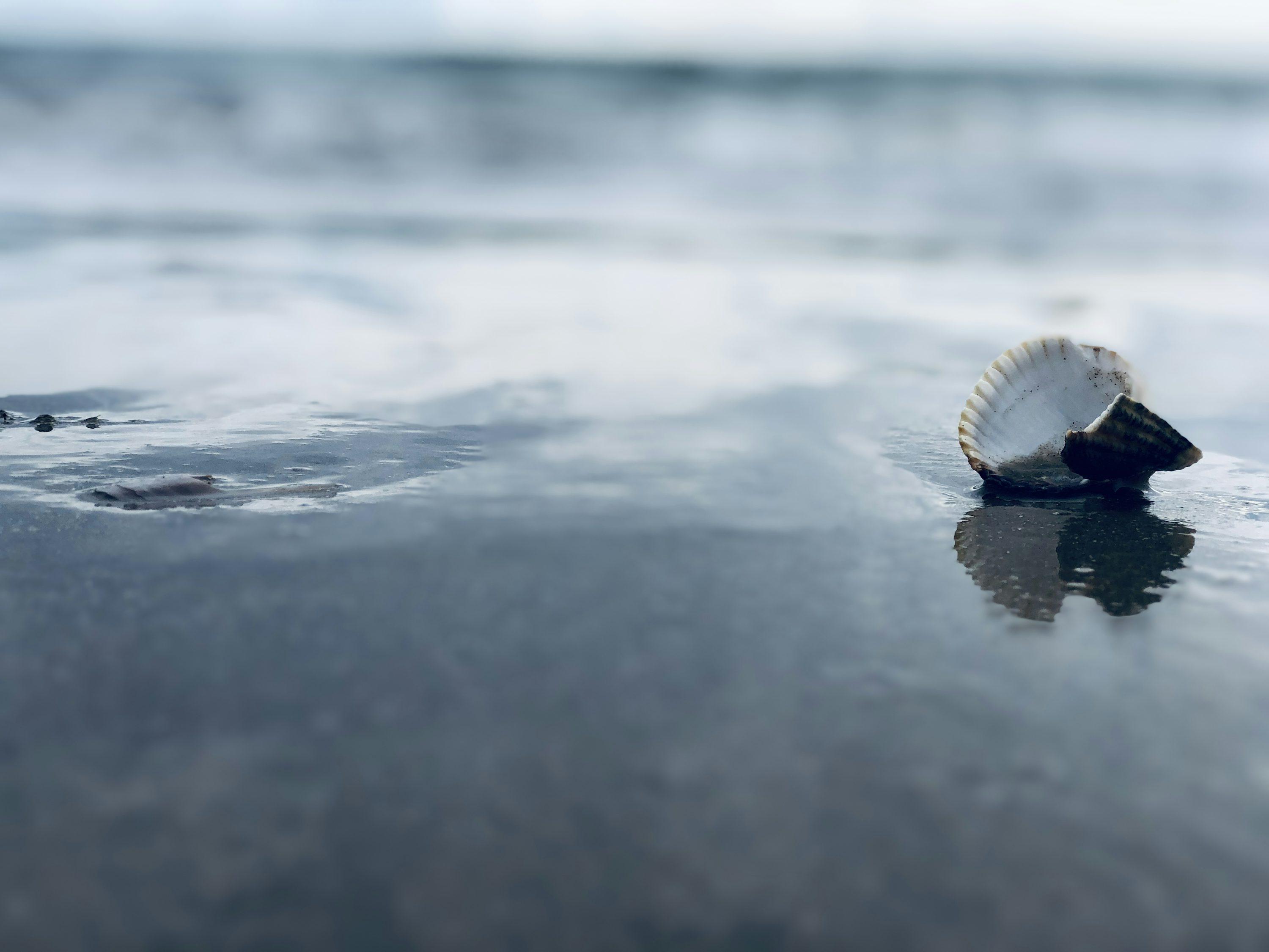 A pale seashell on dark wet sand with the ocean beyond.