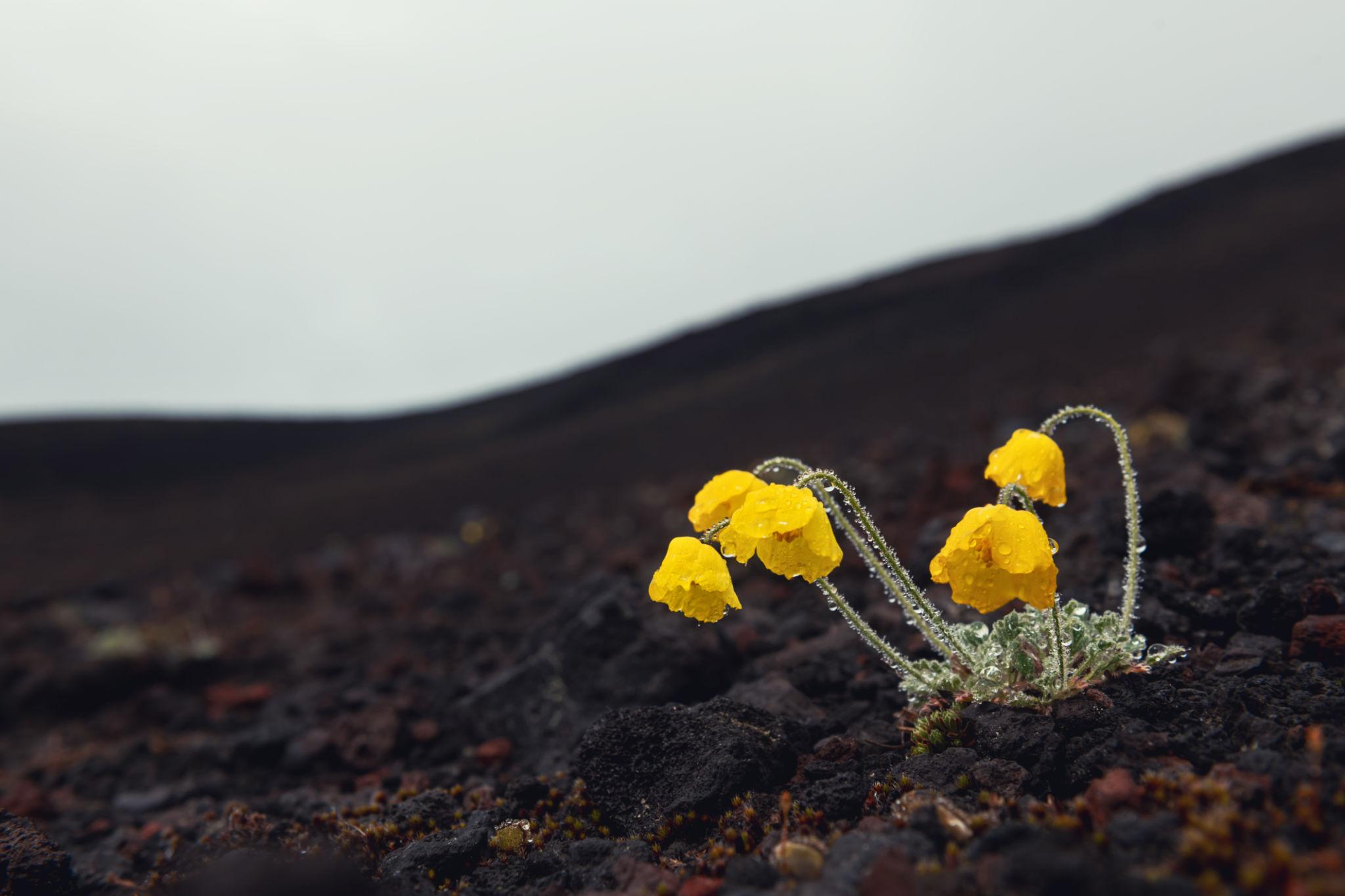 A yellow flower growing from dark, barren earth