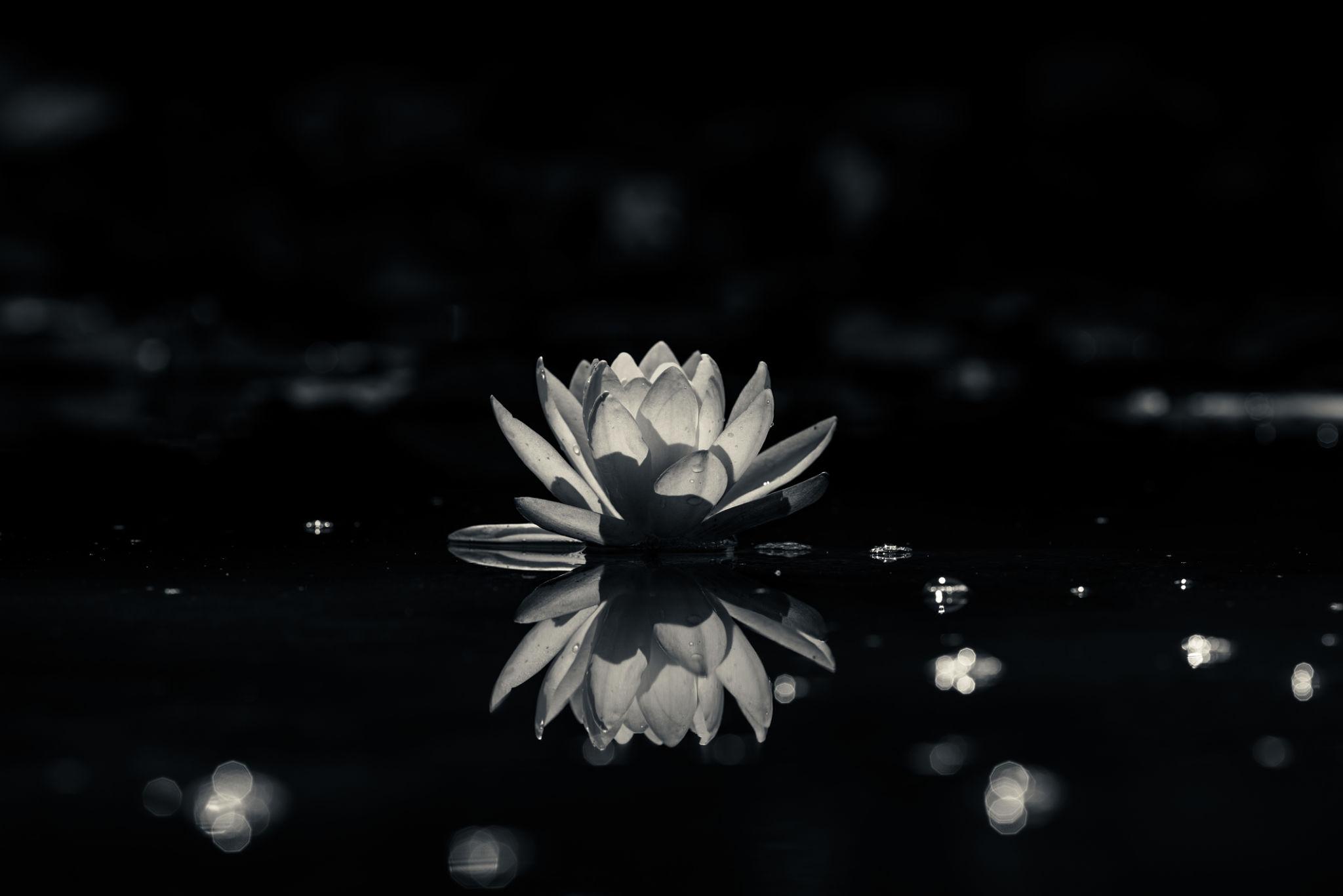 White lotus flowers emerging from dark water