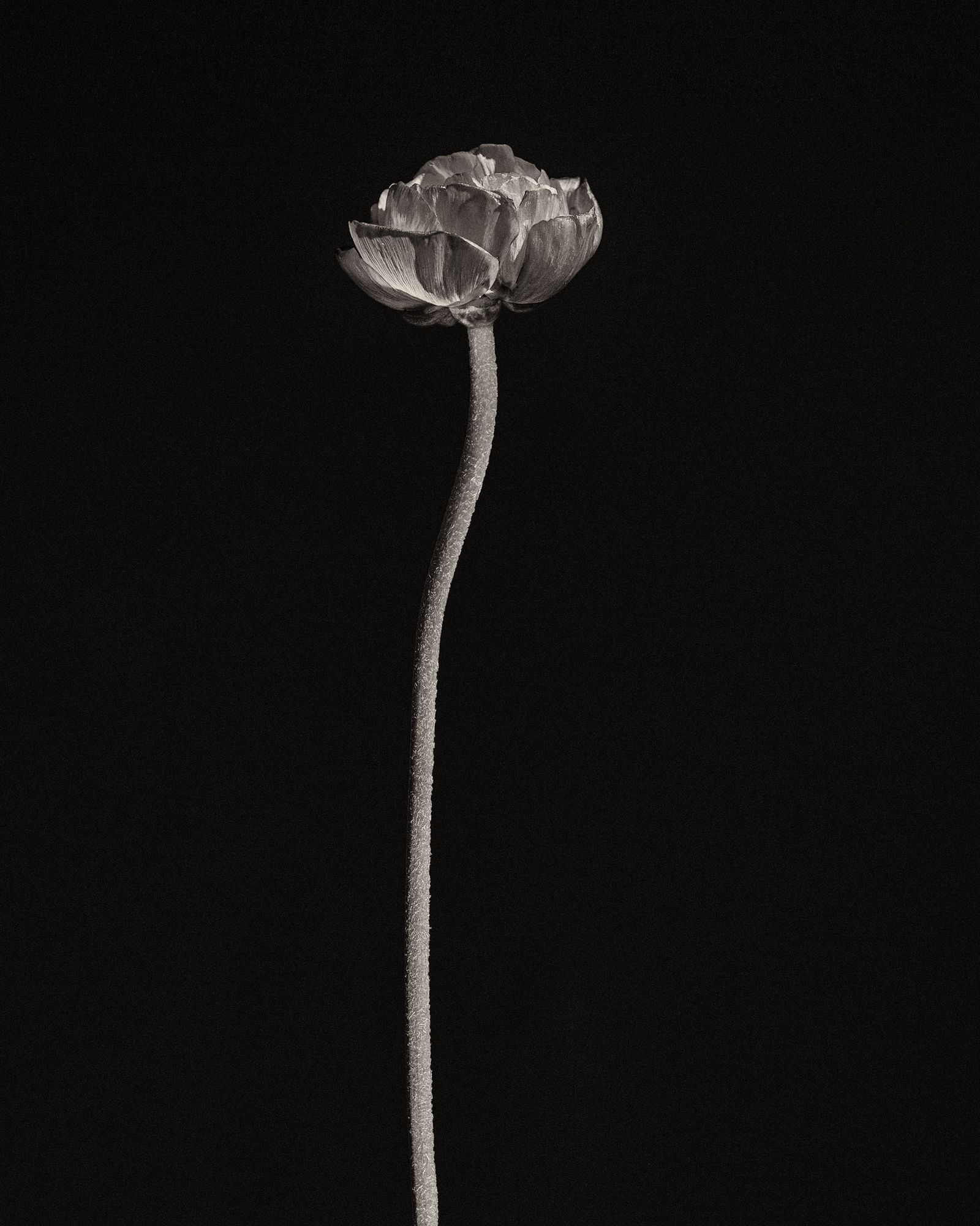 The silence · 2025