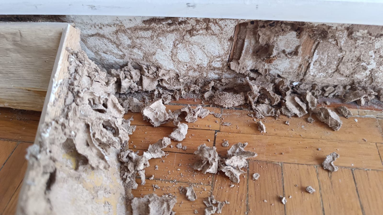 Termite & wood-borers