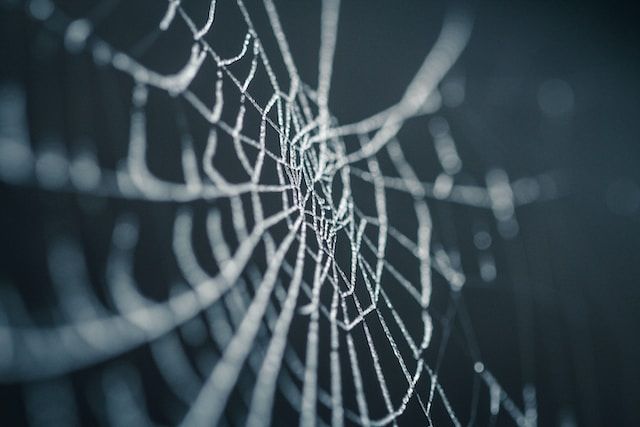 A spider's web. Beautiful precision and intricacy, like a well-integrated (web)site...