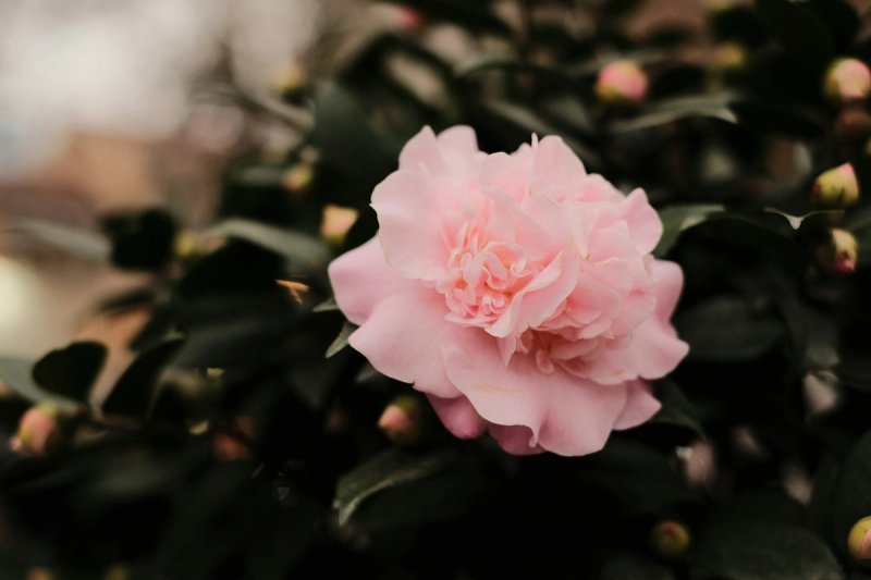A delicate pink camellia flower blooming among dark green leaves