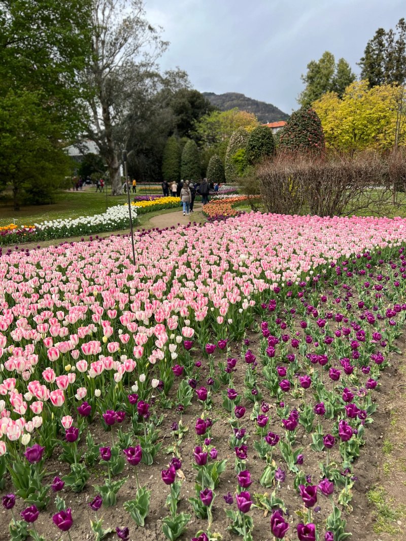 Beds of pink and purple tulips at Villa Taranto botanical gardens with mountains in the background