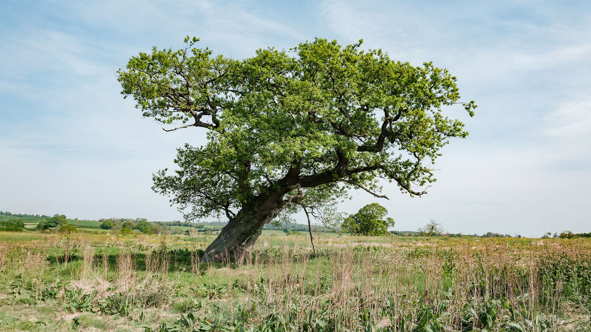 The call for a wilder world