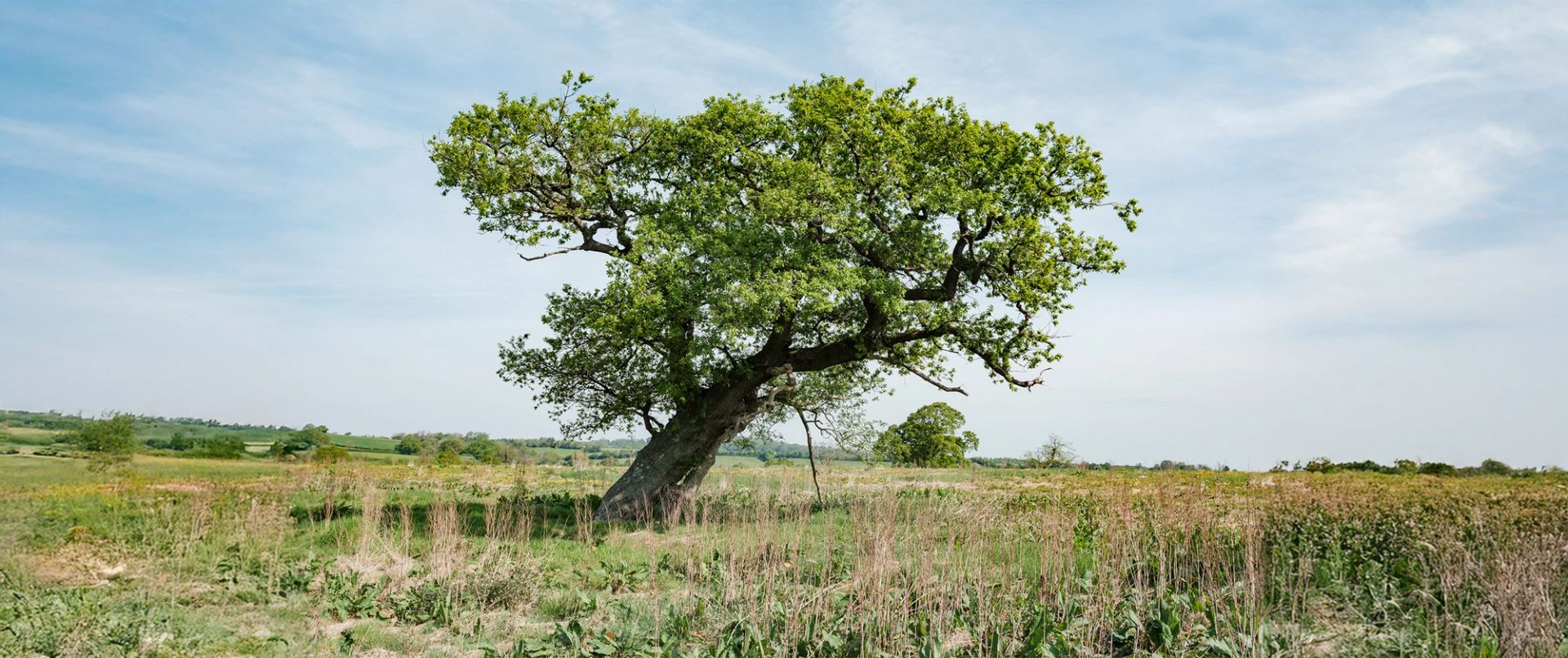 The call for a wilder world