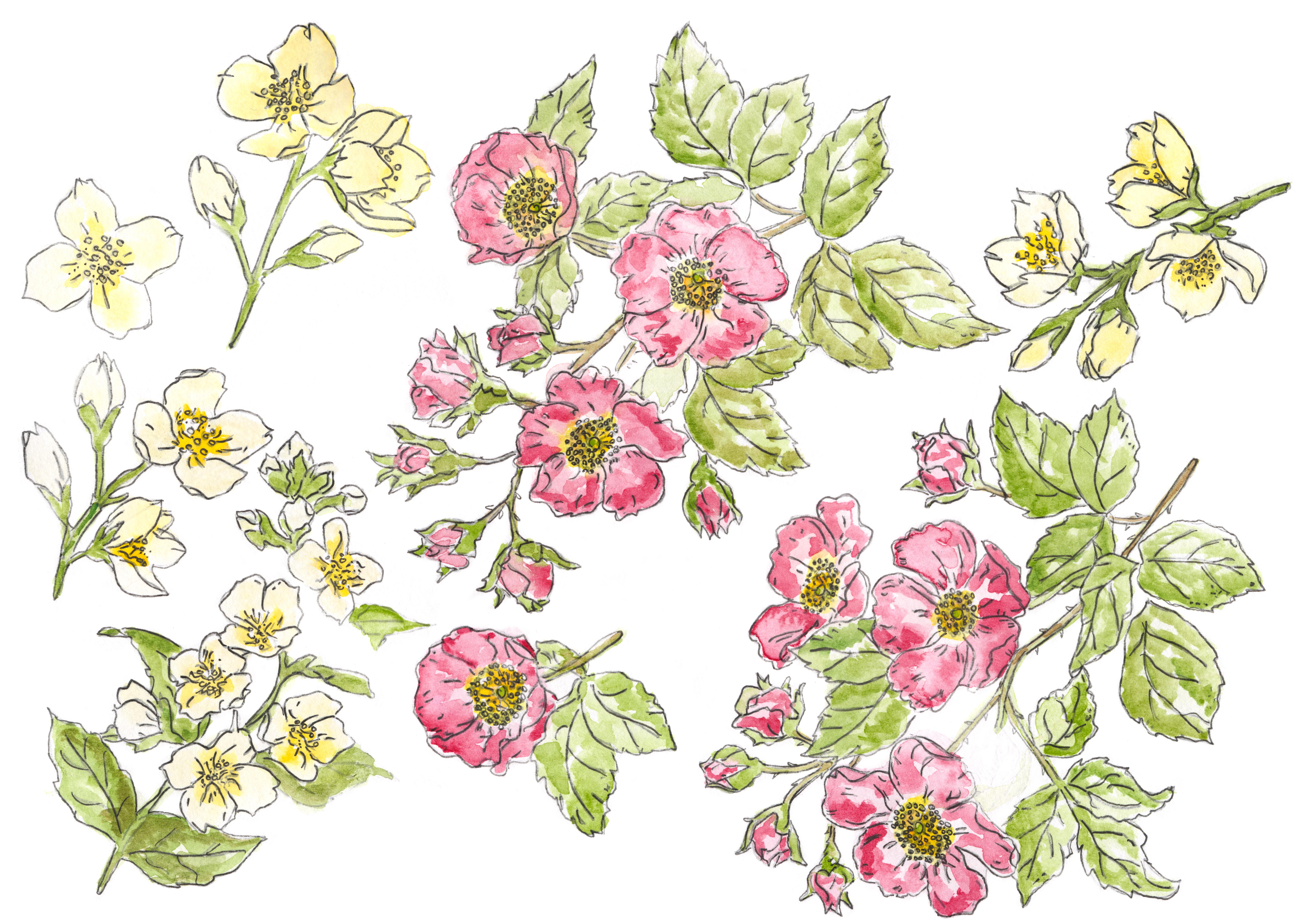 Amanda Connock, Connock England Founder