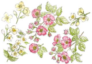 Amanda Connock, Connock England Founder