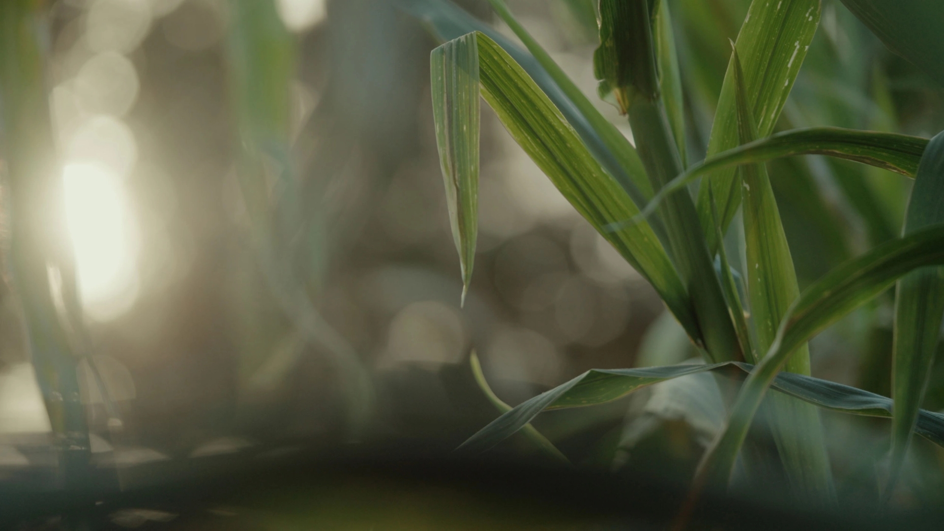 Still from "No Two Plants" of corn leaves in a corn field with light coming through.