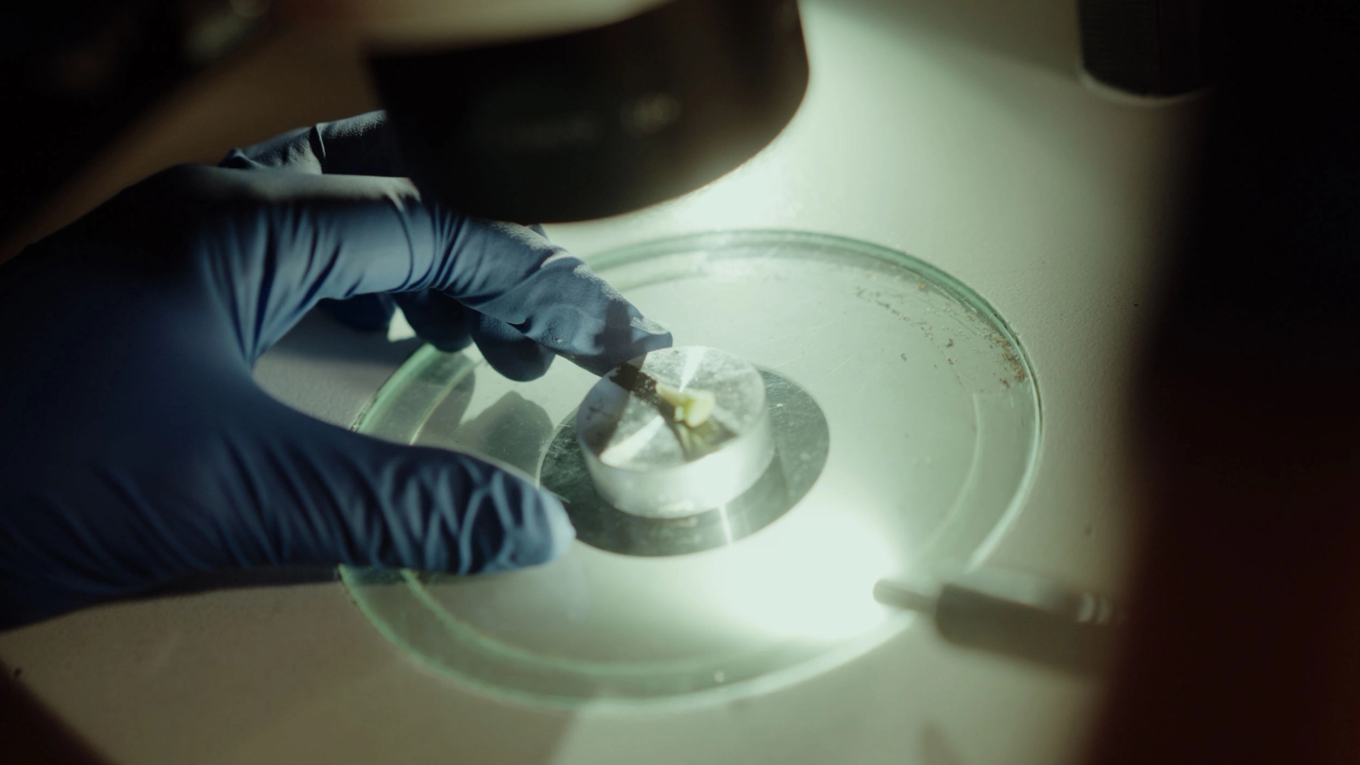 Plant matter being inspected under a lens with blue glove holding the glass.