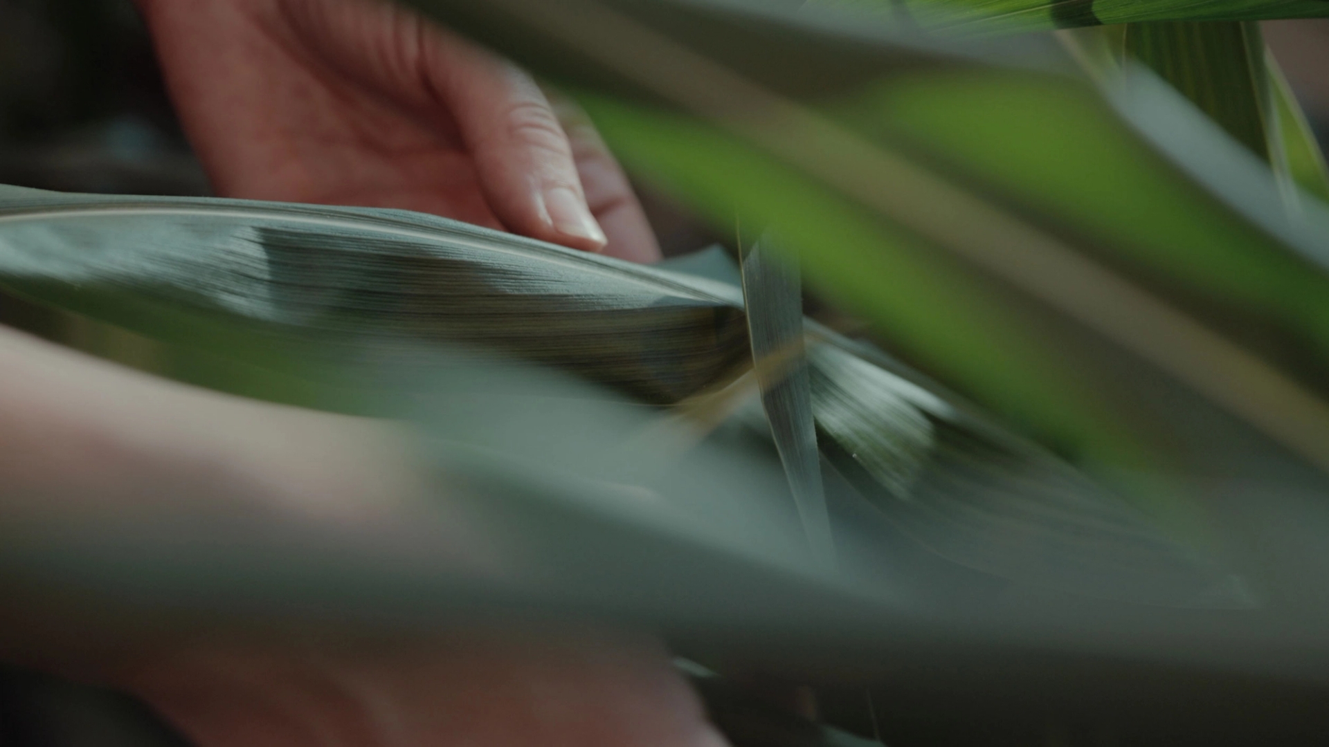 Corn leaves blurred in foreground with hand in focus behind in background.