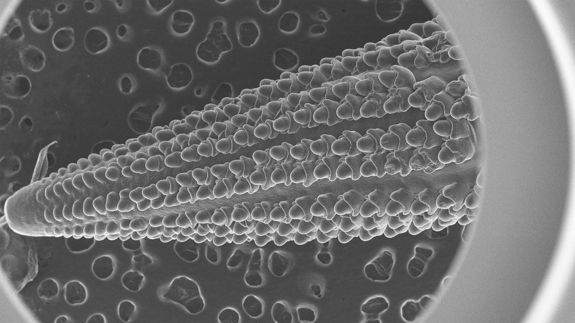 A black and white image of a corn specimen zoomed in under the microscope.