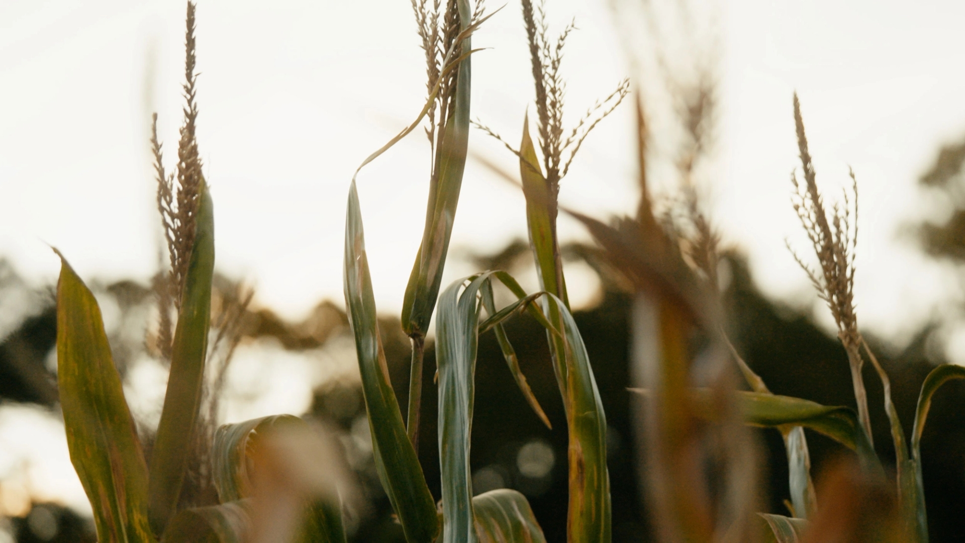 Still from "No Two Plants" of corn in a corn field.