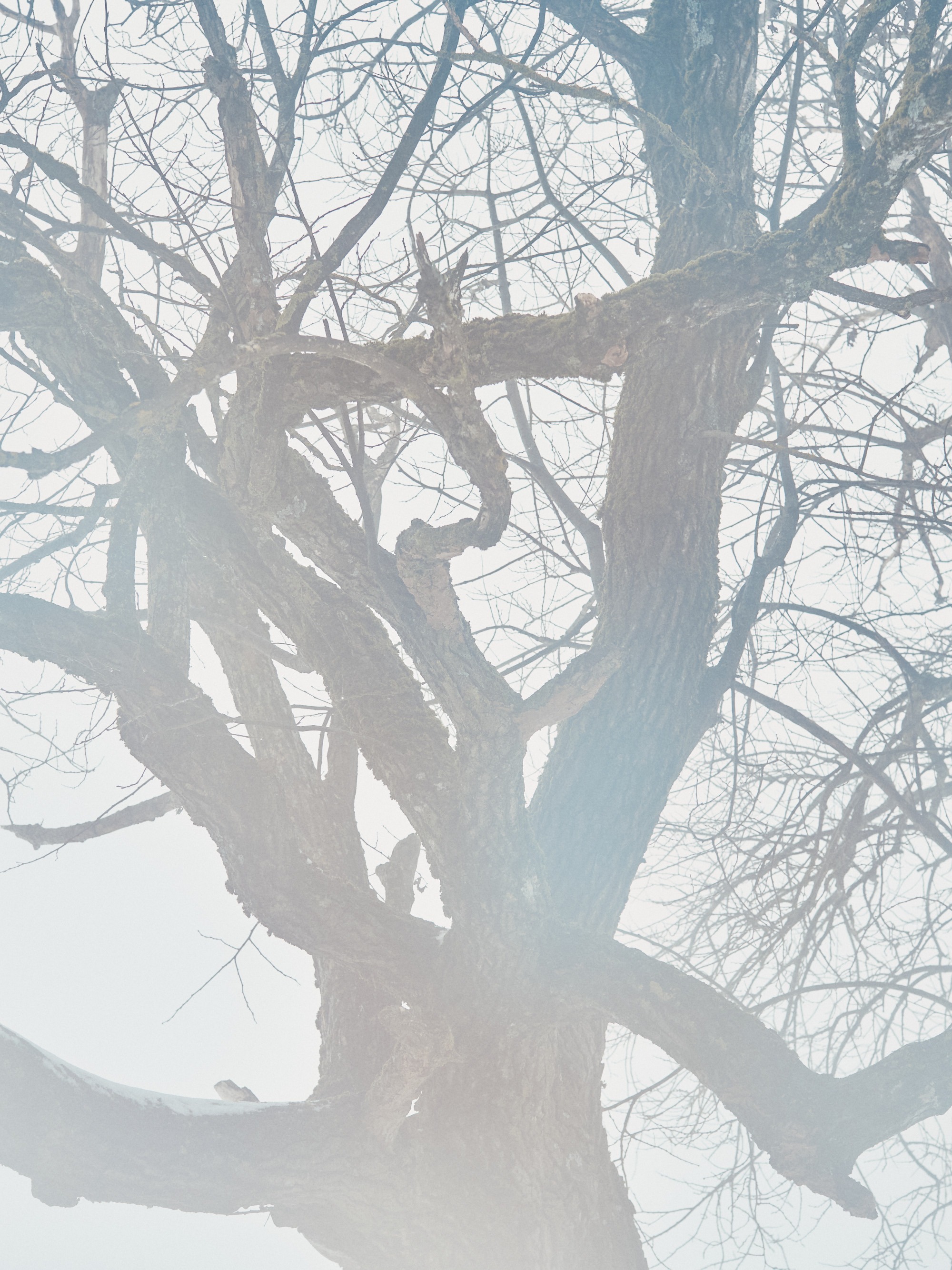 Seasonless Yama Outdoors By Nature