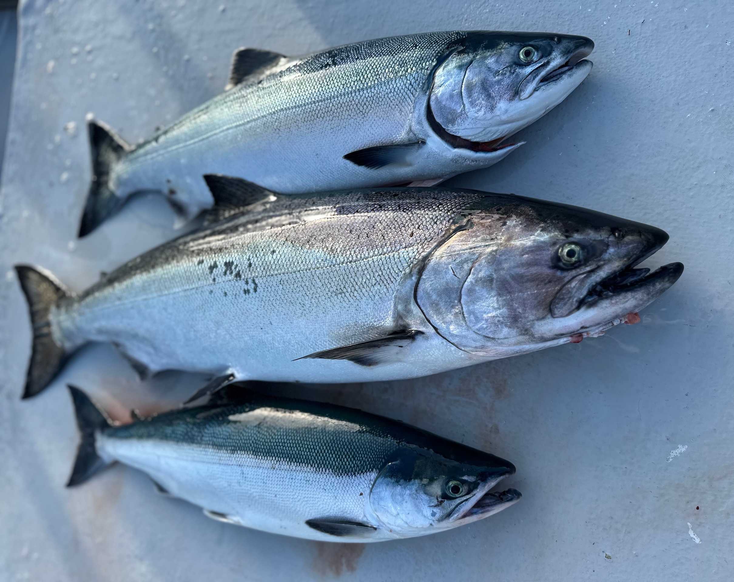 Secondary Article – Climate Change in Sitka– Full Bleed Hero