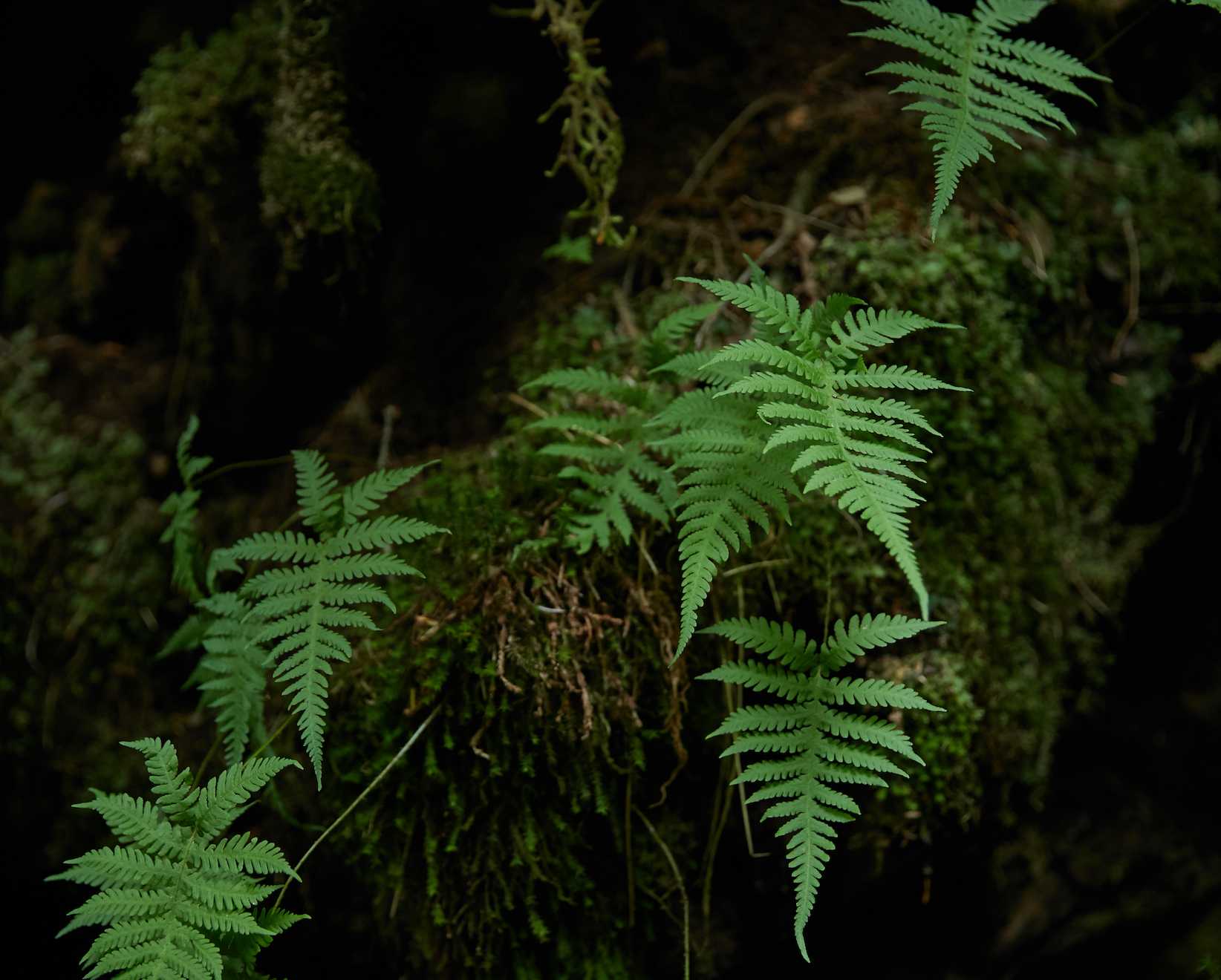 Salmon River Habitat